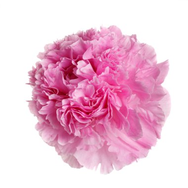 Beyaz arkaplanda izole edilmiş pembe şakayık çiçeği.