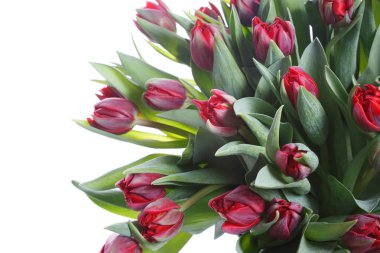 Beyaz bir arka planda izole kırmızı lale bir buket parçası.