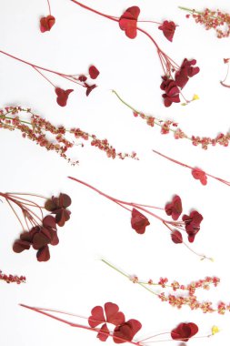 Sebze duvar kağıdı, kuzukulağı çiçeklenme botanik görüntü.