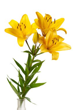 Beyaz arka planda izole Sarı lilyum bir buket.