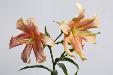 Gri arka planda izole şube Turuncu zambak çiçek.