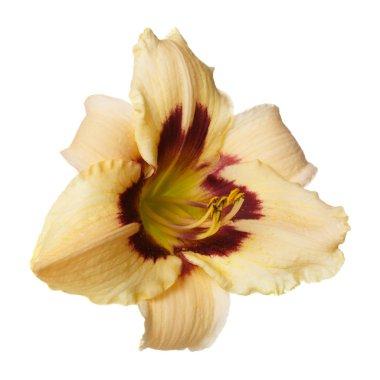 Beyaz arka planda izole bir çiçek günzambak.