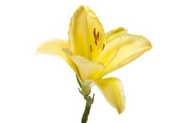 Beyaz arka plan üzerinde izole sarı çiçekler daylily.