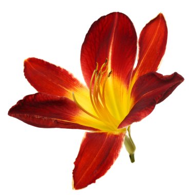 Turuncu çiçekler daylily beyaz arka planda izole.