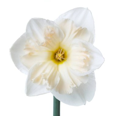 Beyaz arka plan üzerinde izole güzel nergis çiçek.