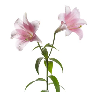 Beyaz bir arka planda izole nazikçe pembe zambak çiçekler bir şube.