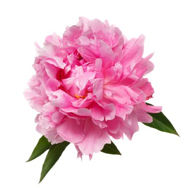 Beyaz arkaplanda izole edilmiş pembe şakayık çiçeği.