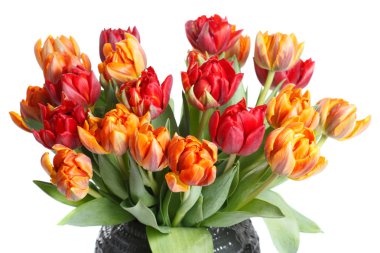 Beyaz arka planda izole kırmızı ve turuncu lale şenlikli buket.