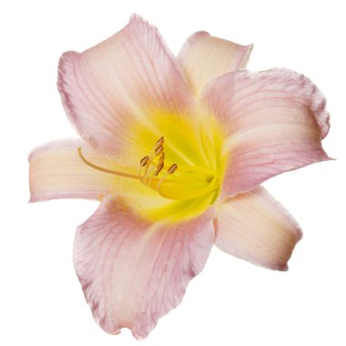 Beyaz arka planda izole nazikçe pembe çiçek daylily.