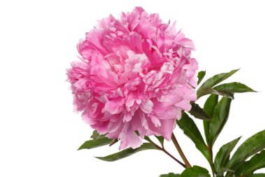 Beyaz arka planda izole edilmiş güzel pembe şakayık..