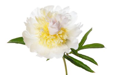 Sarı şakayık ile izole beyaz çiçek.