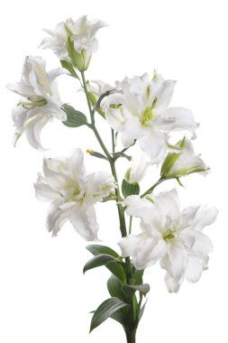 Beyaz Terry zambak bir şube ışık arka planda izole.