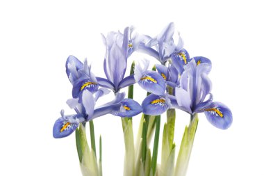 Beyaz arka planda izole mavi renk bahar Irises.