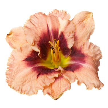 Beyaz arka planda izole bir çiçek günzambak.