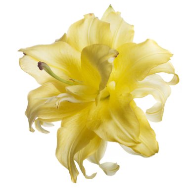 Beyaz bir arka planda izole parlak sarı Terry zambak çiçek.