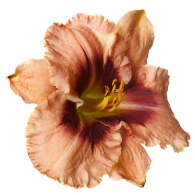 Beyaz arka planda izole bir çiçek günzambak.