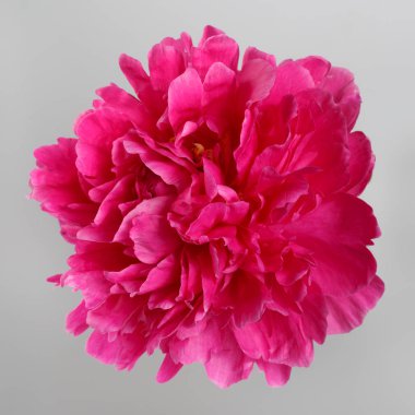 Gri bir arka planda izole mor şakayık bir çiçek.