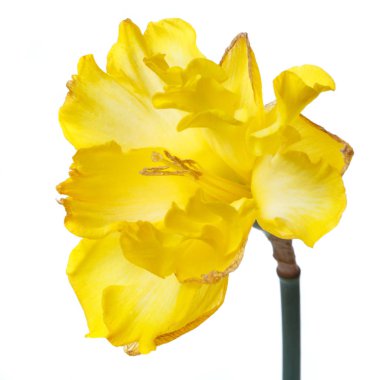 Beyaz arka planda izole sarı Narcissus çift Terry çiçek.