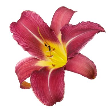 Beyaz arka planda izole kırmızı çiçek daylily.