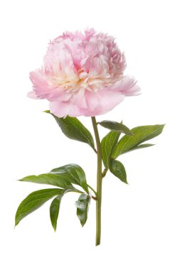 Beyaz arka planda izole narin pembe şakayık.