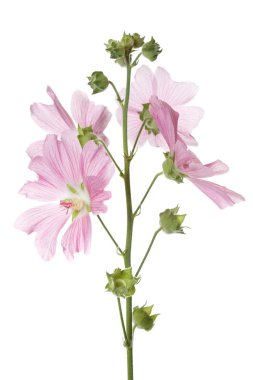 Beyaz arka planda izole pembe Mallow çiçekler çiçeklenme.