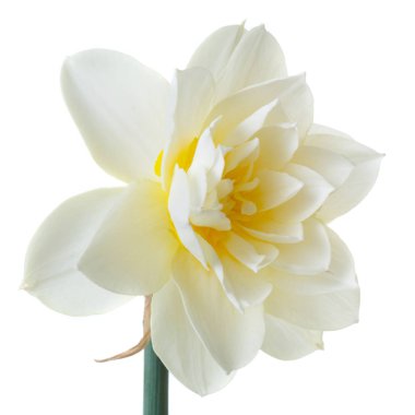 Beyaz arka planda izole narin nergis çiçek.