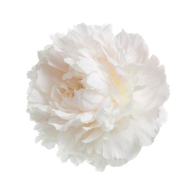 Beyaz arka planda izole narin şakayık