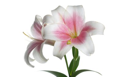 Beyaz arka planda izole ihale pembe lilyum şube.