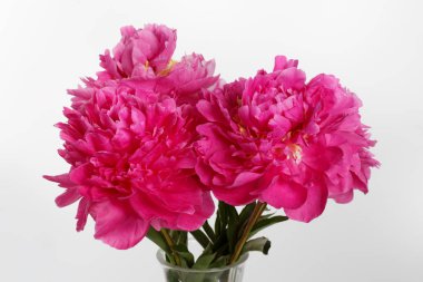 Beyaz arka planda izole renk Magenta şakayık buket.