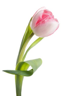 Pembe lale beyaz arkaplanda izole edildi.