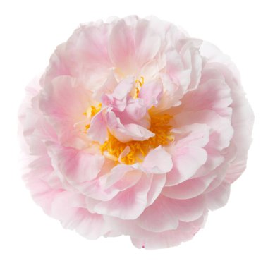 Beyaz arka plan üzerinde izole yavaşça pembe Şakayık.