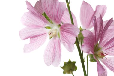 Beyaz arka planda izole pembe Mallow çiçekler çiçeklenme.