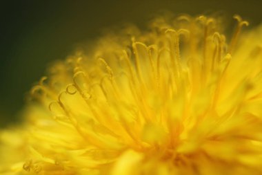 Çiçek arka plan, karahindiba çiçek, makro fotoğrafçılığı.