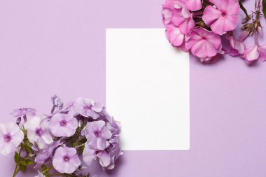 Kağıt beyaz levha ve Phlox çiçeklenme Lila arka planda yatıyor.