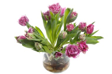 Beyaz arka planda izole ampuller ile Lila lale.