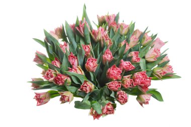 Beyaz bir arka planda izole Pembe lale büyük bir buket.