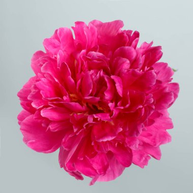 Gri bir arka planda izole mor şakayık bir çiçek.