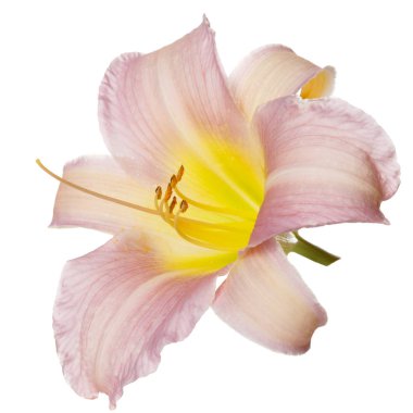 Beyaz arka planda izole nazikçe pembe çiçek daylily.