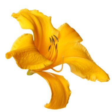 Sarı çiçek daylily beyaz arka planda izole.