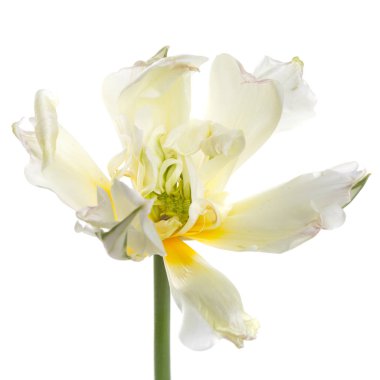 Beyaz arka planda izole yumuşak sarı çiçeklenme lale.