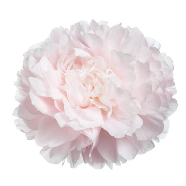 Beyaz arka planda izole narin şakayık.