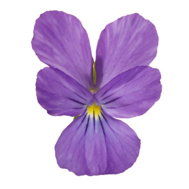 Lila çiçek menekşe beyaz arka planda izole.