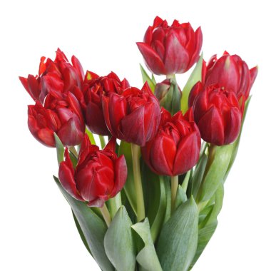 Beyaz arkaplanda izole edilmiş kırmızı lale demeti.