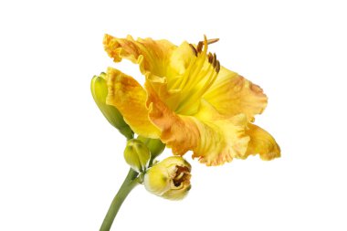 Sarı çiçek daylily beyaz arka planda izole.