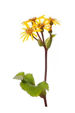 Beyaz arka planda izole çiçeklenme sarı Ligularia çiçek.