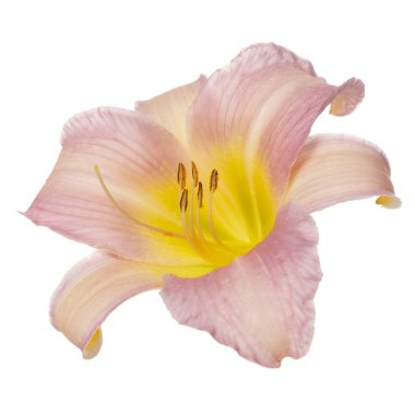 Beyaz arka planda izole nazikçe pembe çiçek daylily.