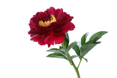 Kırmızı şakayık beyaz arkaplanda izole edildi.