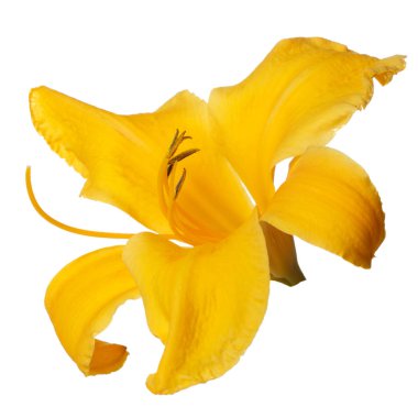 Sarı çiçek daylily beyaz arka planda izole.