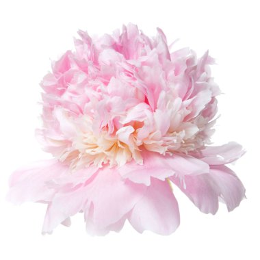 Beyaz arka plan üzerinde izole yavaşça pembe Şakayık.