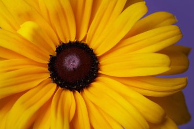 Sarı çiçek Rudbeckia makro parçası.